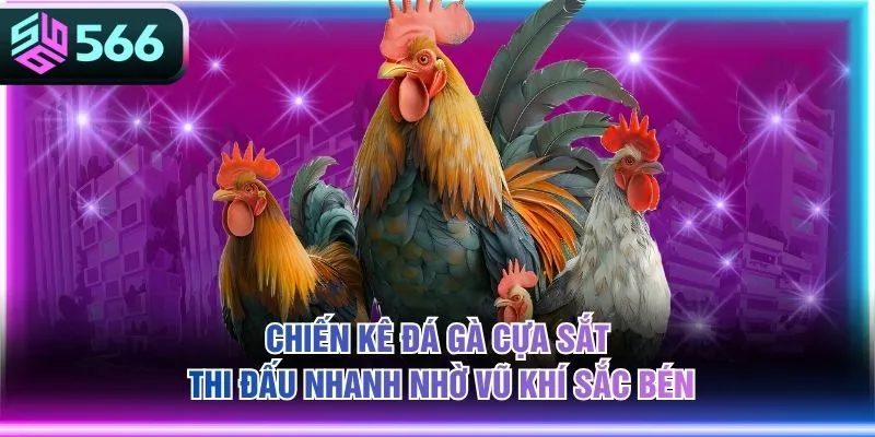 Chiến kê đá gà cựa sắt thi đấu nhanh nhờ vũ khí sắc bén